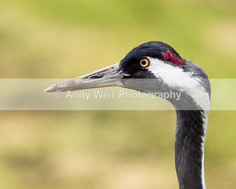 20140419-3K8A0387 - Captive Birds