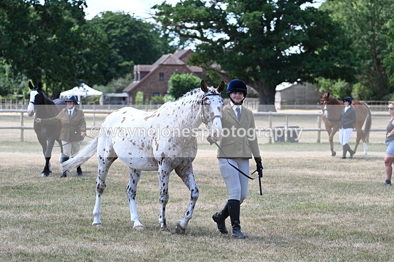 WJ7_2284 - Class 5a Most Handsome Gelding in hand (above 14.2hh)