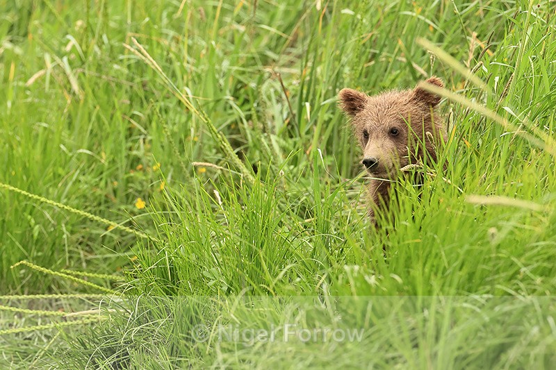 Brown Bear cub partially hidden in grass, Silver Salmon Creek, Alaska - Brown Bear