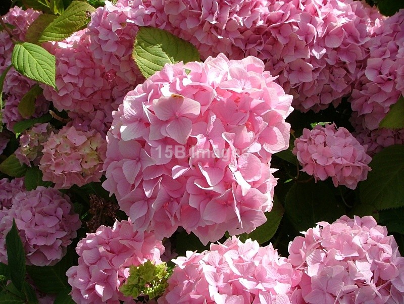 F1007 - Flowers