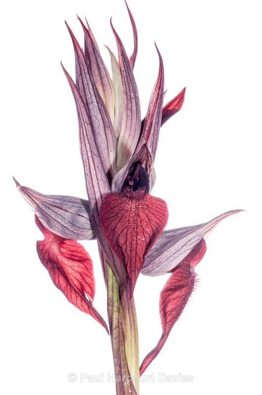  - WB: Orchids - Various