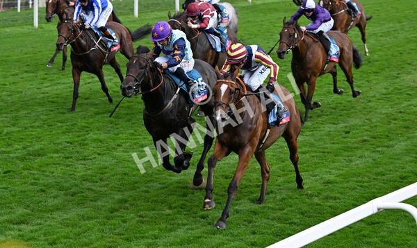 230825-283 Dain Ma Nut In - Race 7 5.20pm Sky Bet Steve Birch Finale Handicap