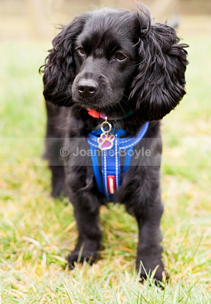 IMG_9438t - Dog Portrait Photography