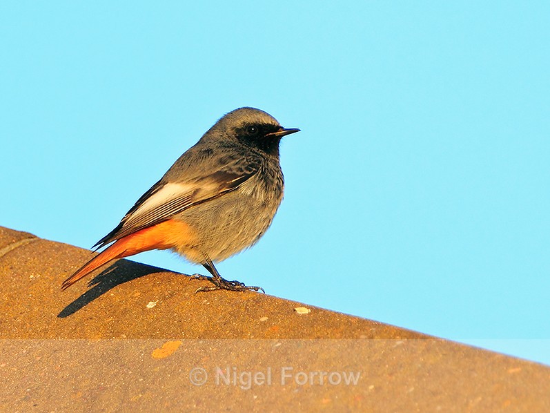 Black Redstart (male) perched on a roof at Anvil Point Lighthouse - Black Redstart