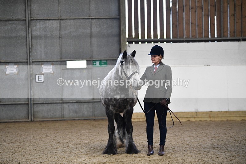 WJ5_4432 - Class 6 In hand M&M - Large Breeds