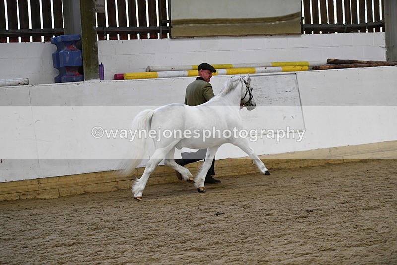 WJ5_5600 - Morning in hand Championship