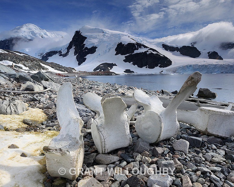 Whale bones litter the shore on Cuverville Island - Antartica