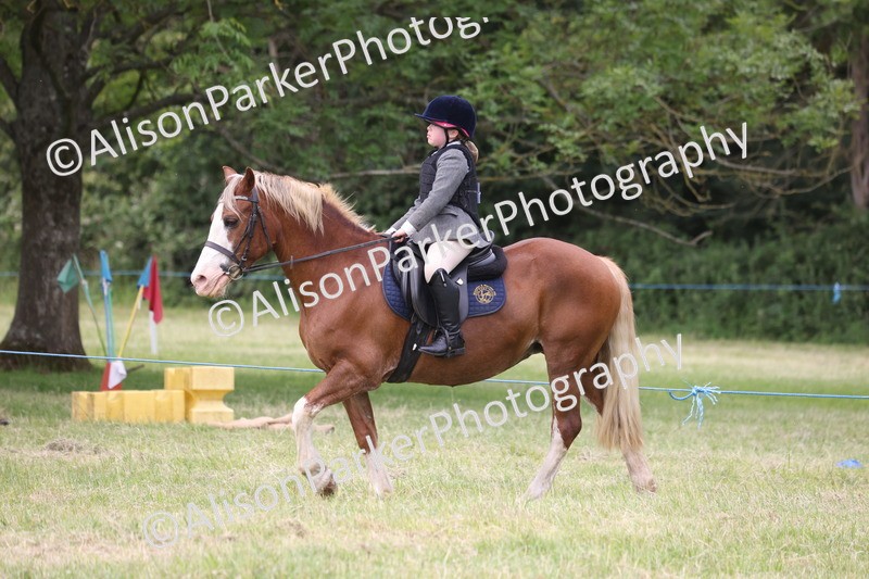 20260614-3156 - Class 22 - Open Working Hunter
