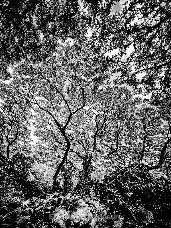 PSX_20230225_153720 - Flowers and Trees