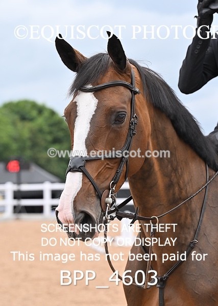 BPP_4603 - CLASS 5 WED Redpost Equestrian Senior Foxhunter/1.20m Open