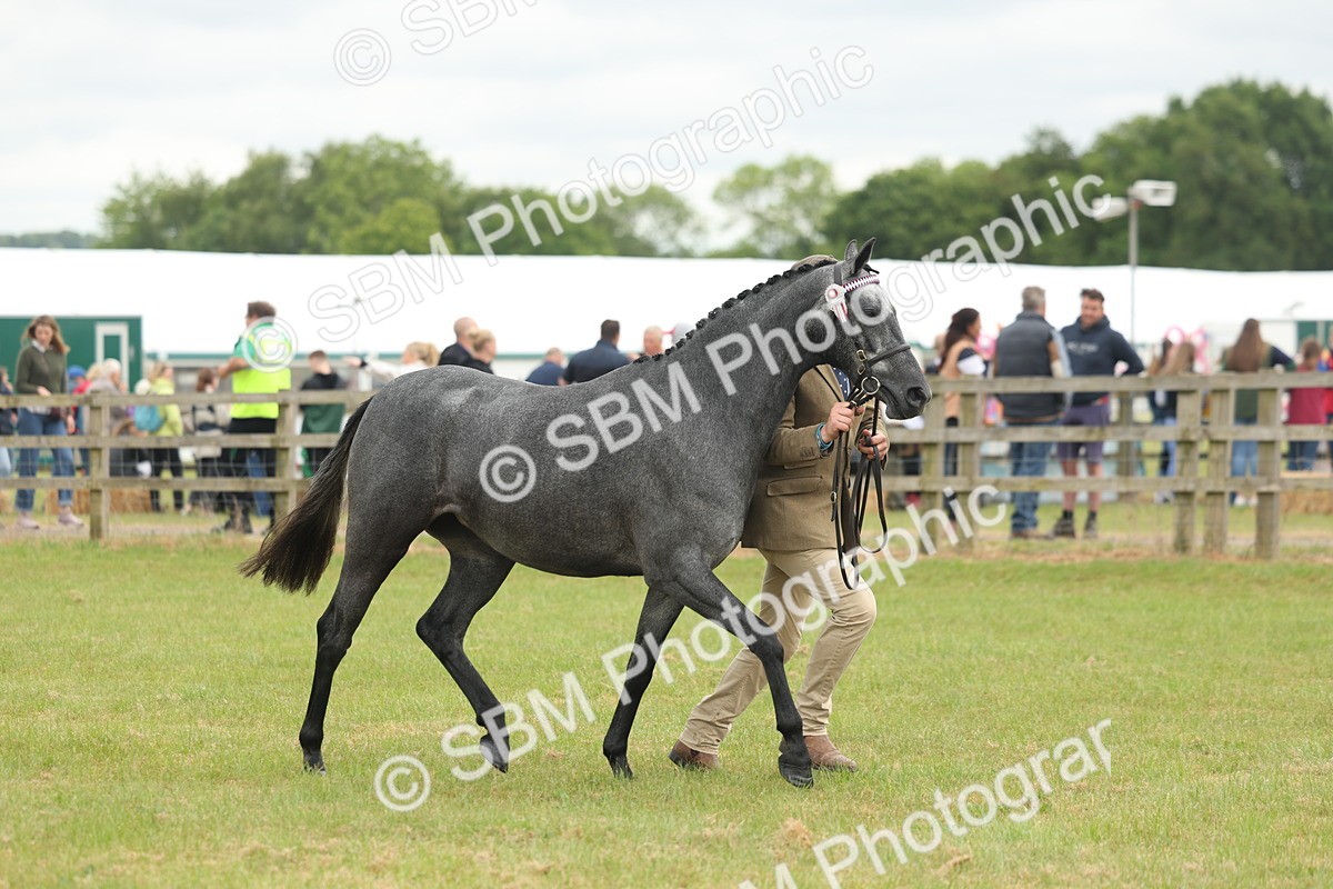 SBM_05481 - Class 68-73 - Riding Pony Breeding