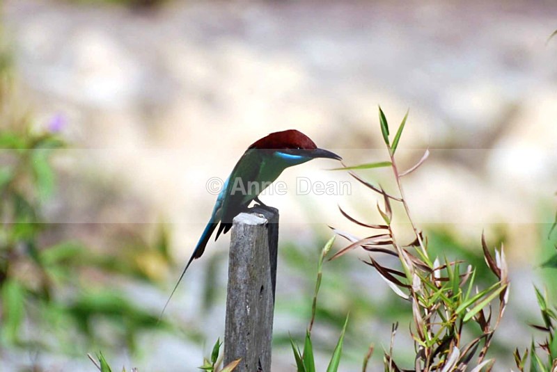 A bee eater at rest, Sandakan, Sabah - Malaysia and Borneo