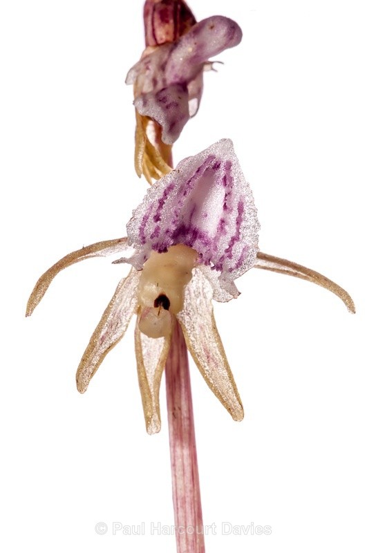  - WB: Orchids - Various