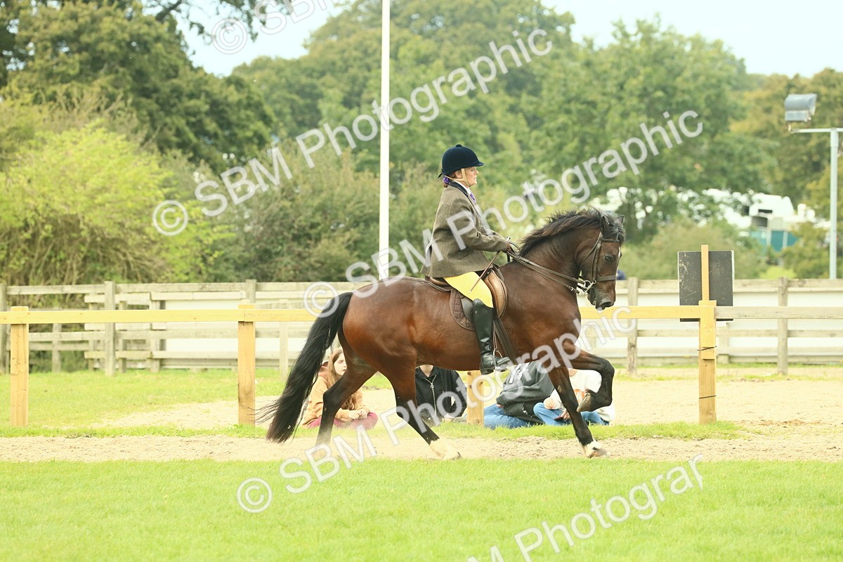 SBM_71989 - S60 - Mountain & Moorland Ridden Large Breeds