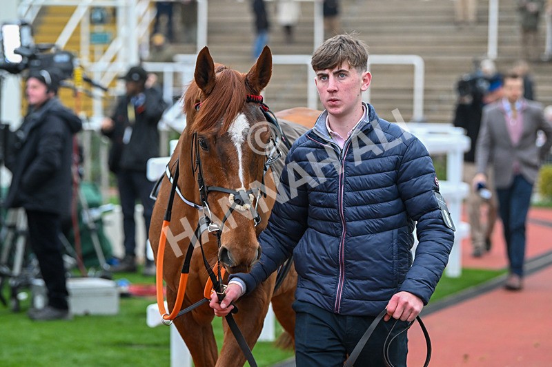 151124-Race 5-Paddock-Rockstown Girl-8374 - Race 5