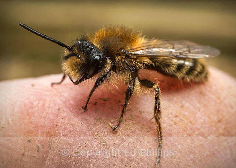 Andrena clarkella (m) - Andrena clarkella