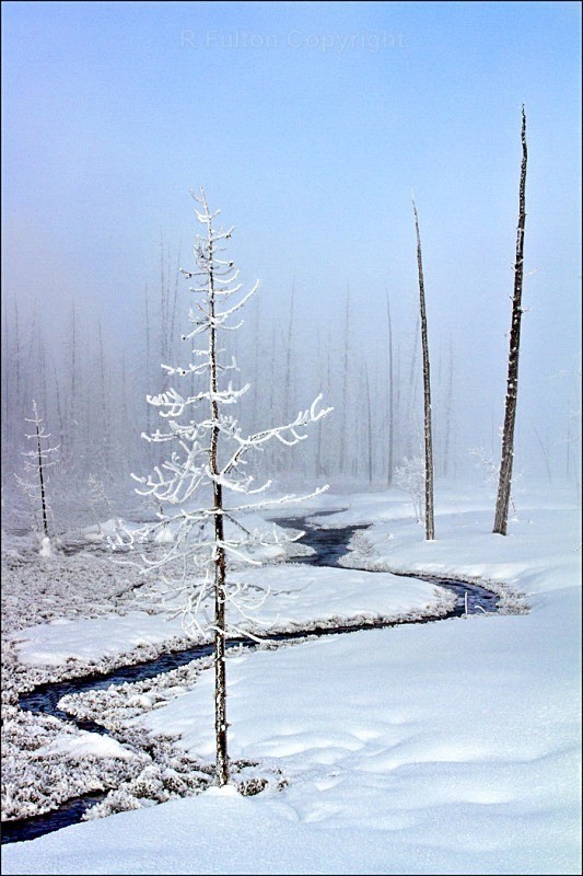 Tangle Creek - Yellowstone