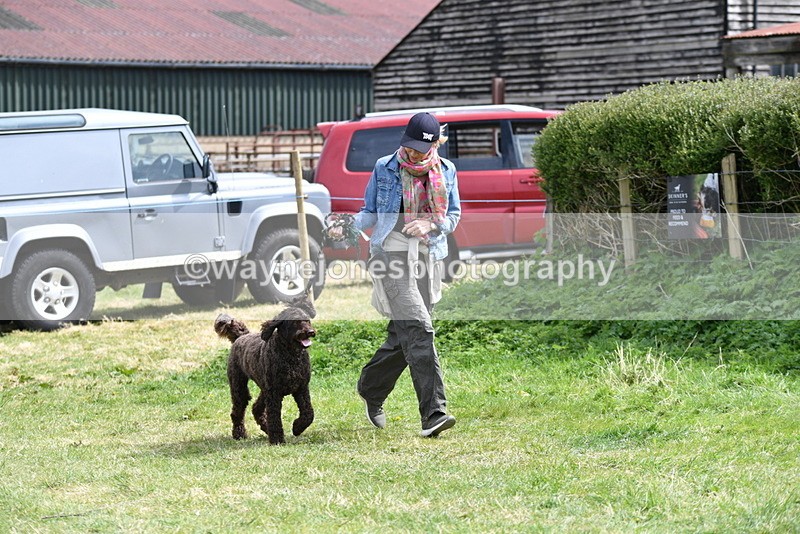 WJ5_9596 - Class 3 Most Handsome Dog