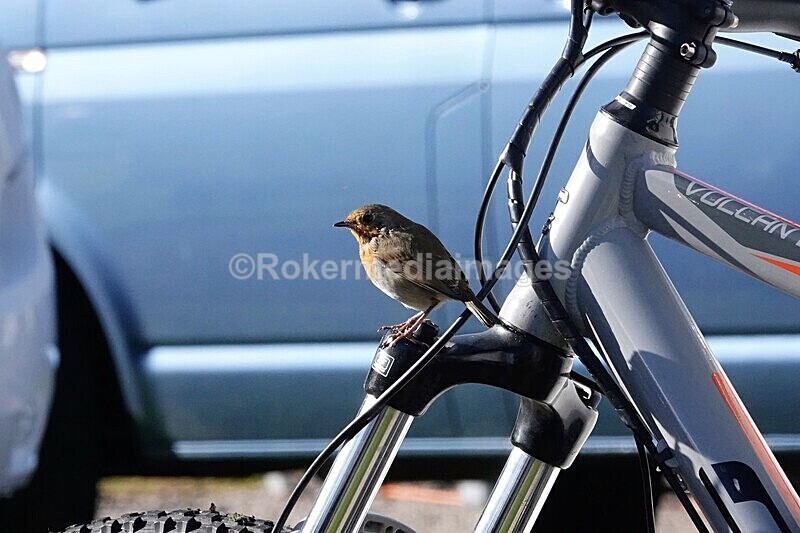 DSC07820 - SEPT 2020 STAYCATION