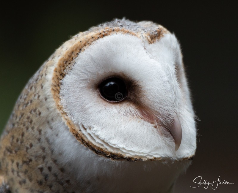 Barn Owl Portrait 4