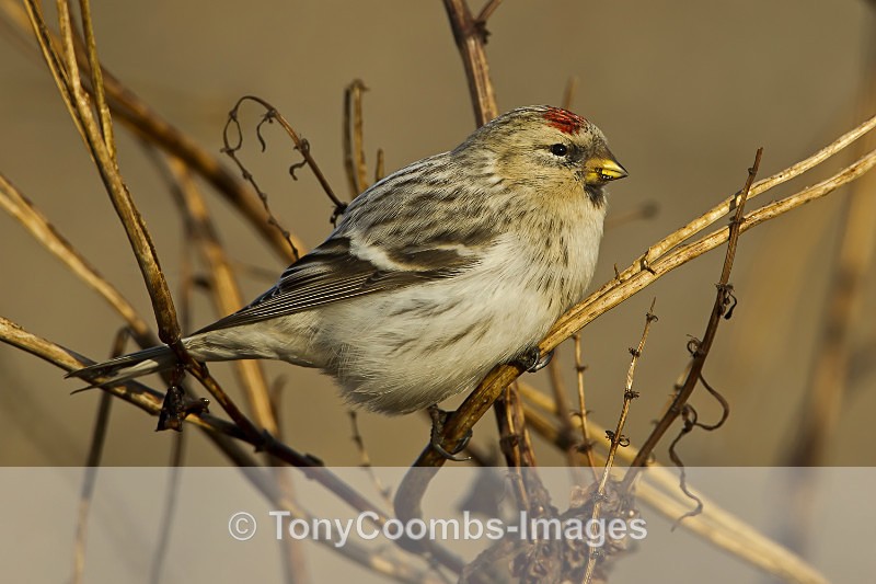 Hornemanns Arctic Redpoll - Birds