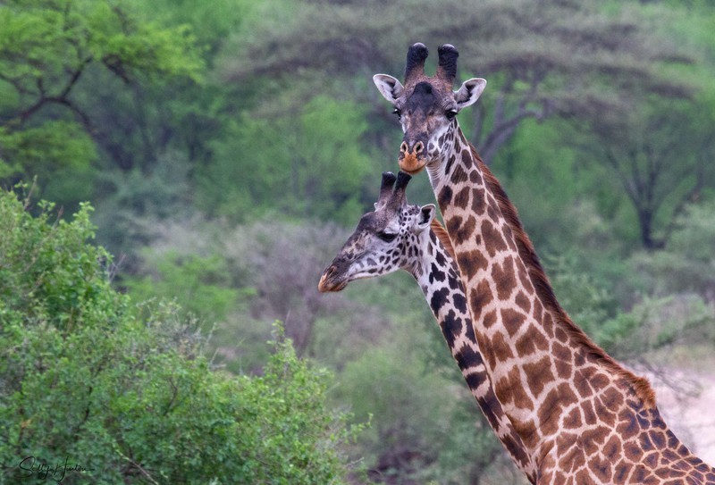 A Pair of Giraffe