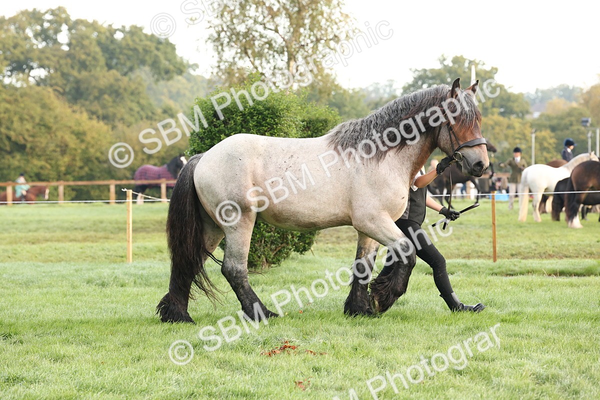 SBM_54394 - S51 - Foreign Breeds In Hand