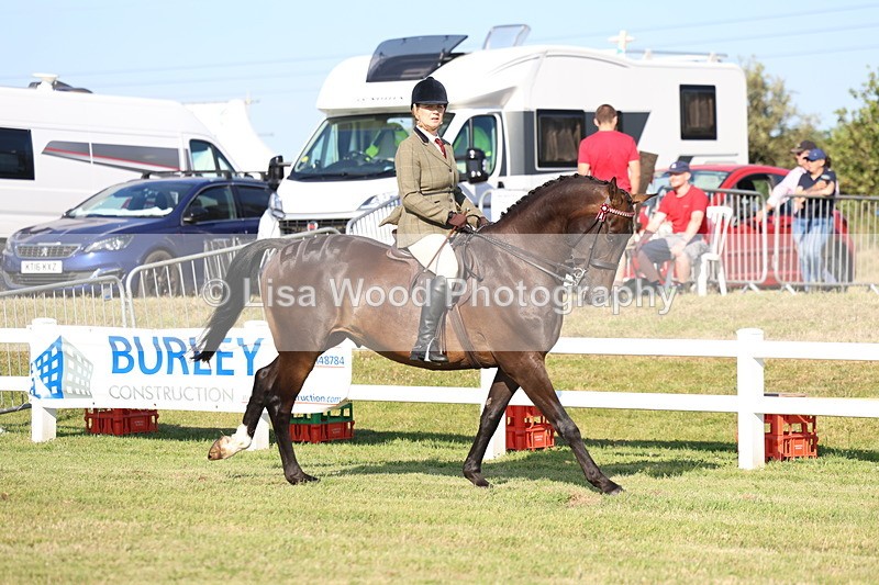 3E7A5318 - Class 2: Rising Star Large Hack/Riding Horse