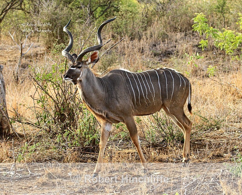 Kudo ( F3 ) - Kruger