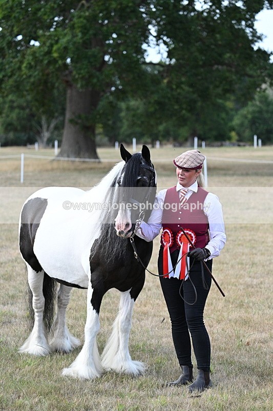 WJ7_8366 - In-hand Championship