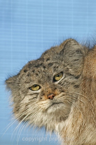 Khan - Pallas Cat - Small Cats