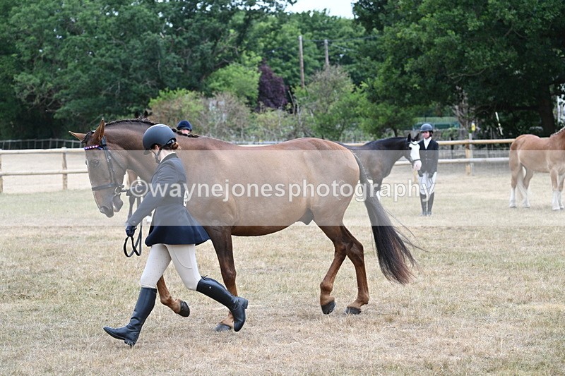 WJ7_0085 - Class 5a Most Handsome Gelding (above 14.2hh)