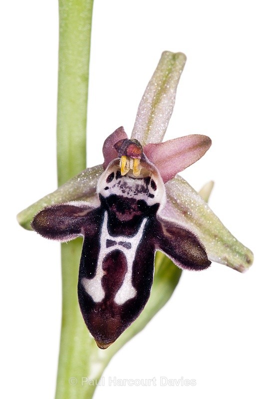  - WB: Orchids - Ophrys