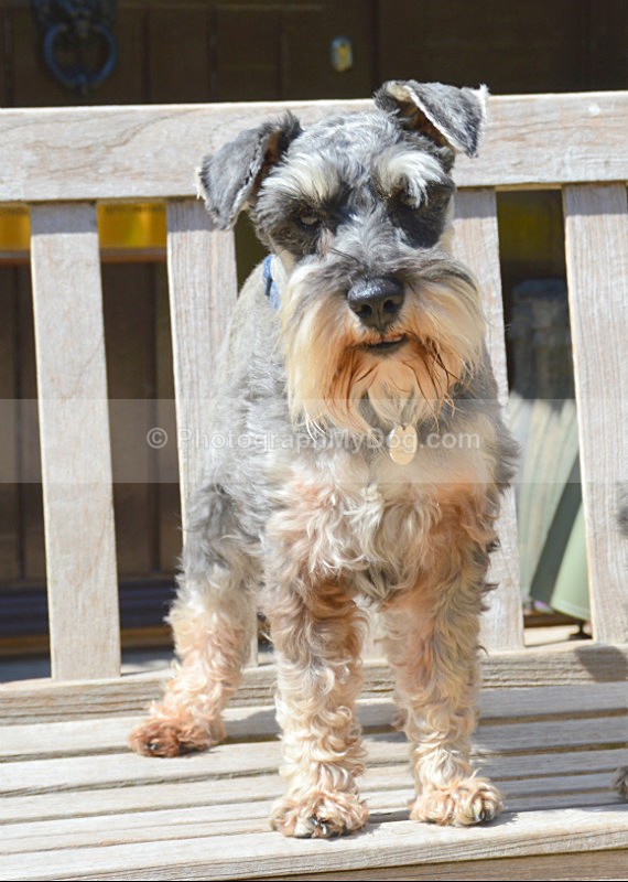  - Schnauzers