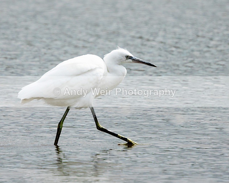 20180731-8E0A9427-Edit - Herons & Egrets