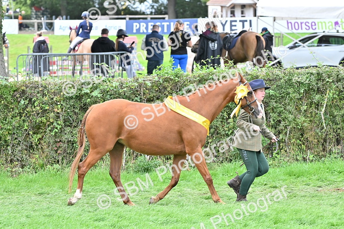 SBM_64997 - In Hand Pony & Younstock Supreme Championship