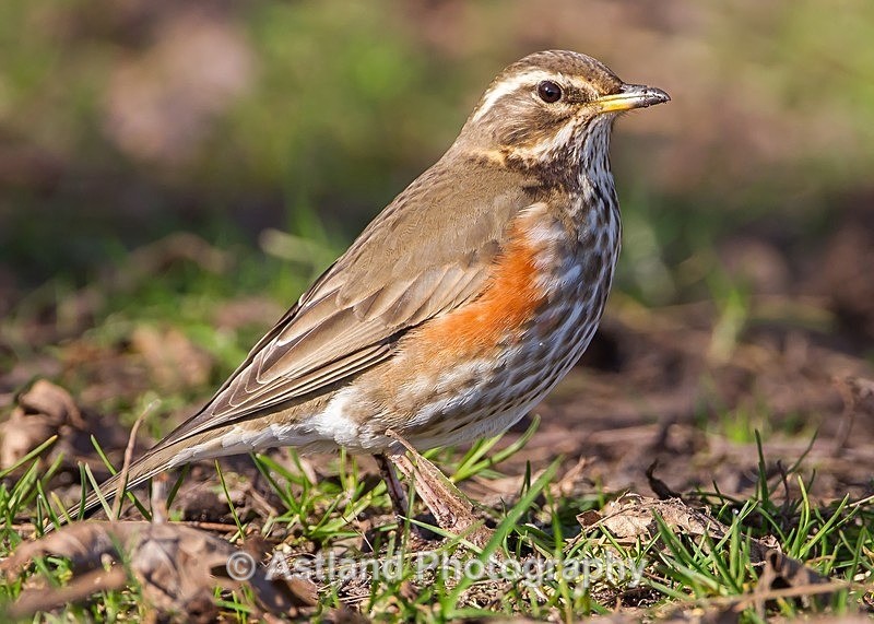 Astland Photography, Bird and Wildlife Images, Susan and Peter Wilson, U.K