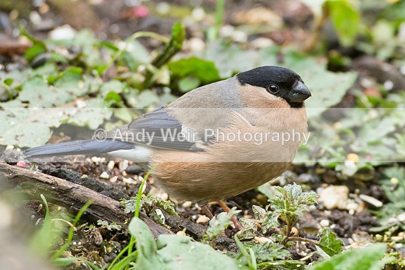 20120421-_MG_9623 - Bullfinch