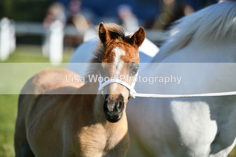 DSC_5371 - Classes 47 & 48: NPS M&M Brood Mare and Foal