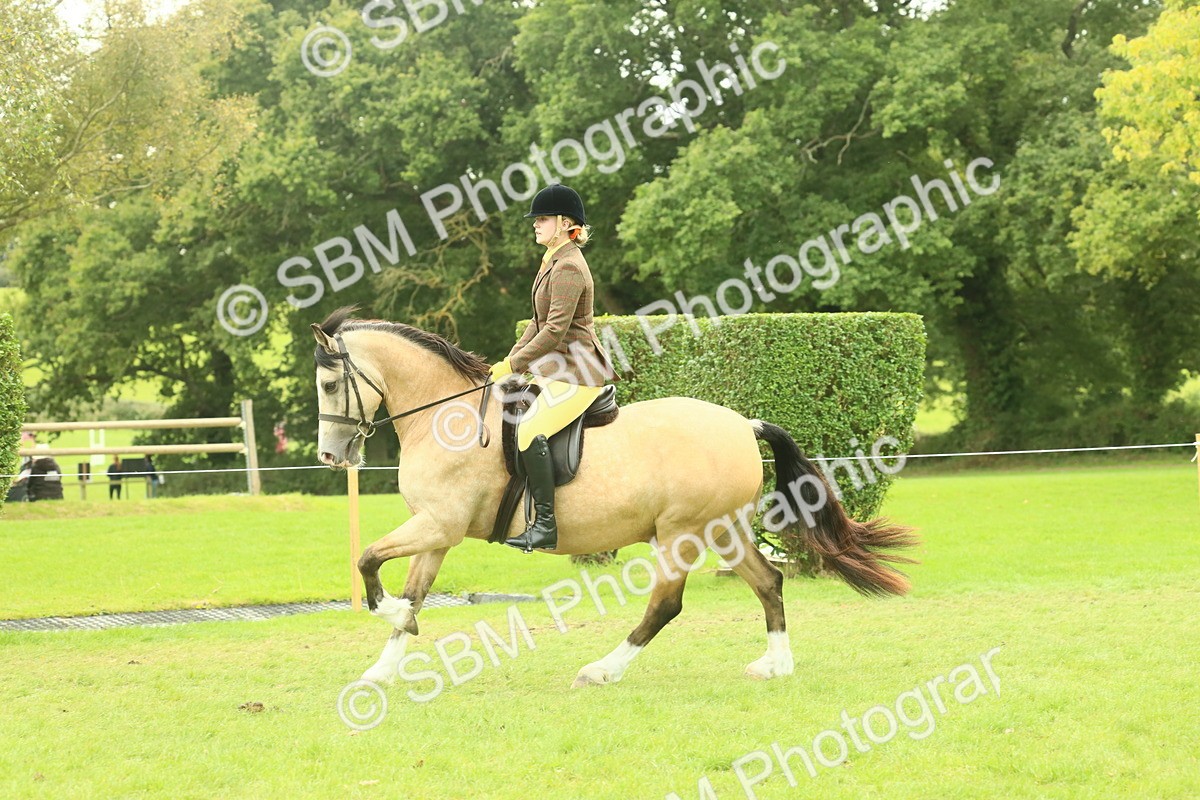 SBM_72036 - S60 - Mountain & Moorland Ridden Large Breeds