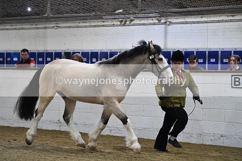 WJ5_3462 - Class 1 Youngstock