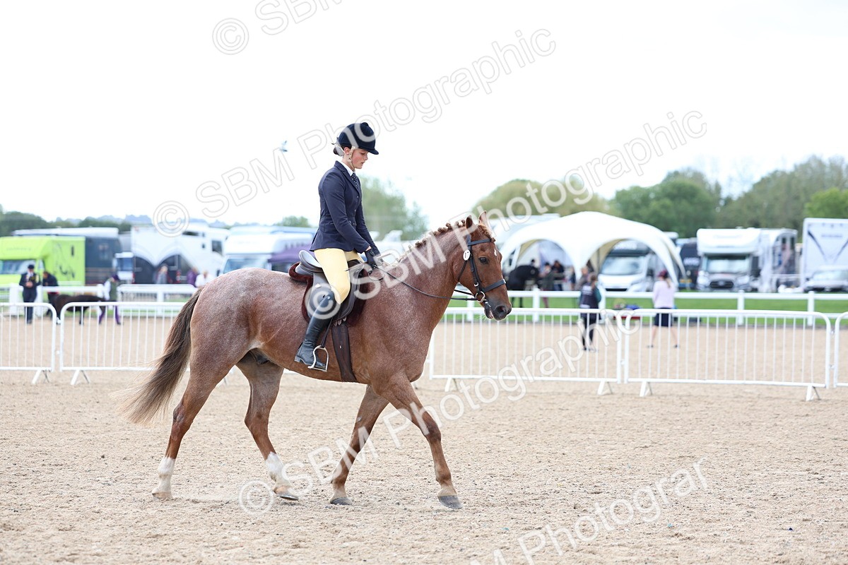 SBM_10107 - Class 304 - Ridden Part Bred Horse Pony