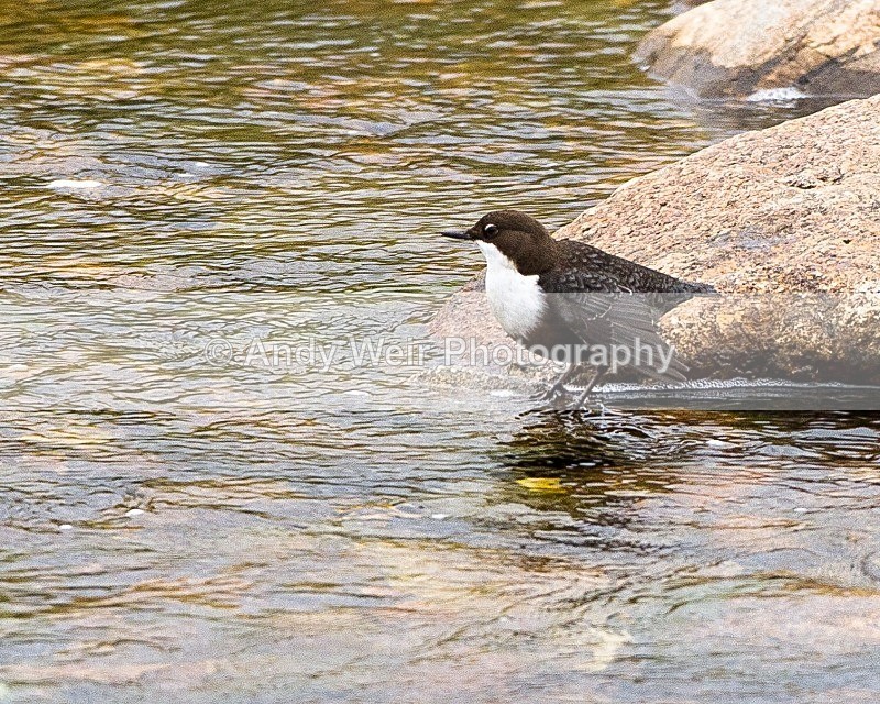 20110929-_MG_7198 - Dippers