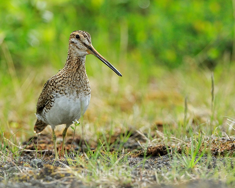 Snipe standing still, Lake Mývatn, Iceland - Snipe