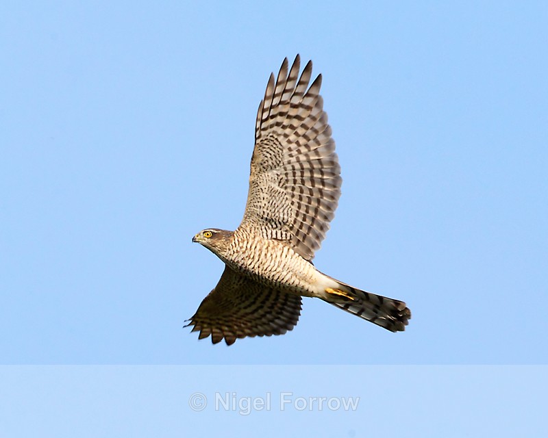 Sparrowhawk (female) in flight, Otmoor - Sparrowhawk
