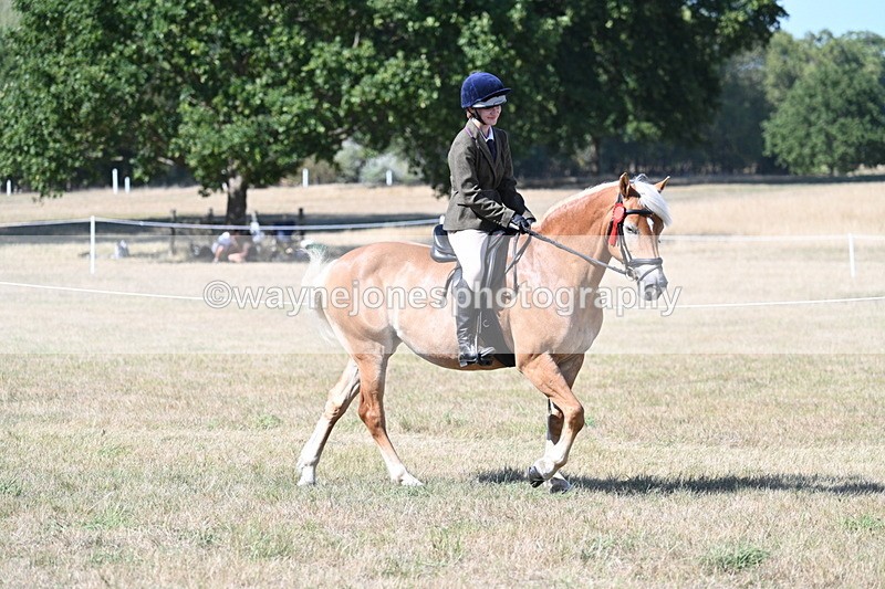 WJ7_1410 - Class 41 Prettiest Mare
