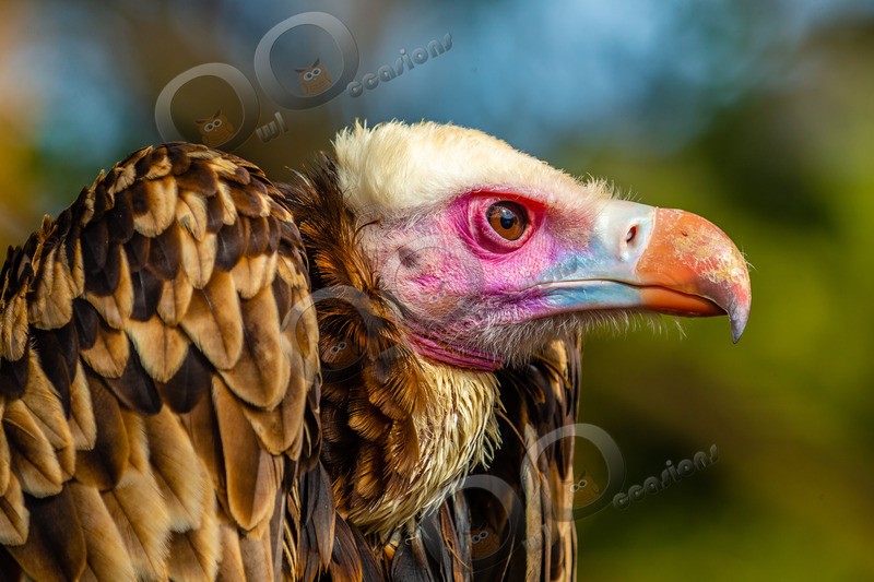 white-headed vulture Trigonoceps occipitalis-7410 - BoP from around the world