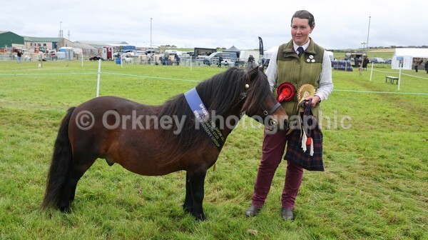 untitled-7178 - Shetland Pony Show