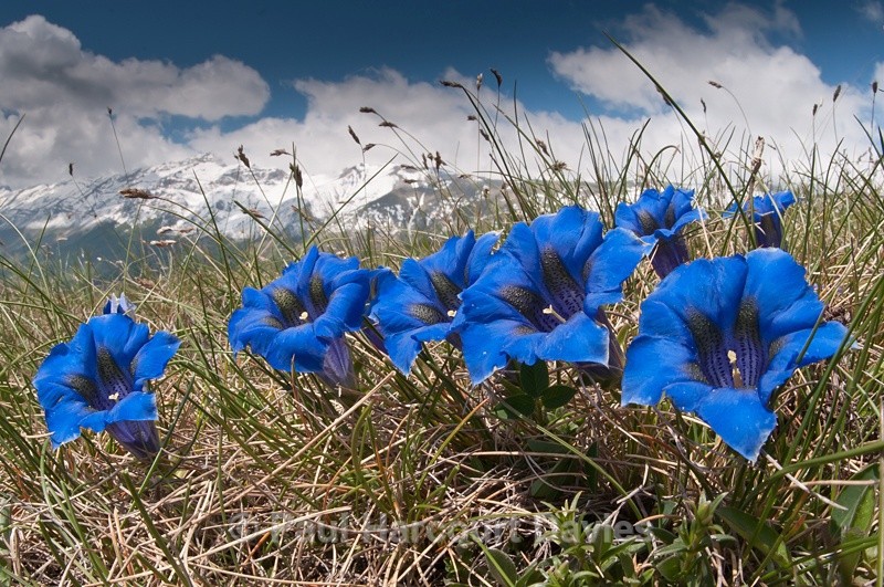  - Plants: wide-angle