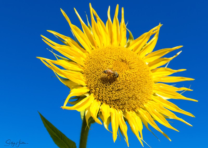 Sunflower and Bee 1
